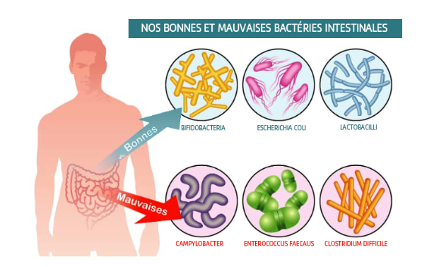 Le diabète et les intestins - Société gastro-intestinale