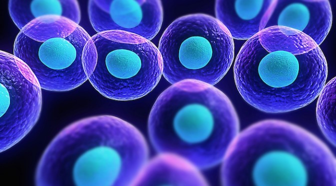 cancert-polyamines-cellules