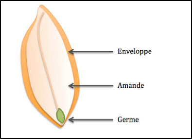 gluten, structure d'un grain de blé